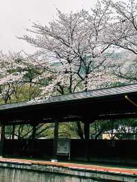 福岡遊