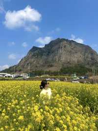 봄 제주하면 꼭 방문해야할 필수 스팟 🌼 
