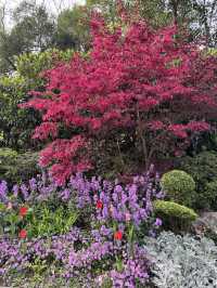 Spring in Shanghai is the BEST!