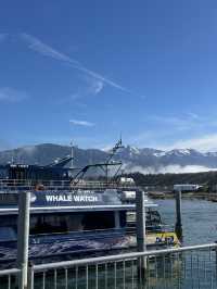 🇳🇿Kaikoura: A Paradise for Whale Watchers and Nature Lovers