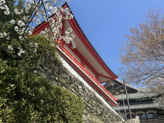 神秘的地方～櫻吹雪🌸
