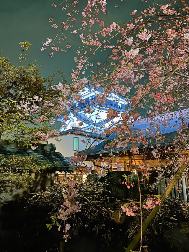 岡崎城の夜桜🌸