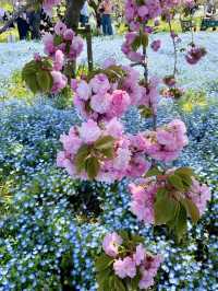 Spring Outing at Toneri Park – A Sea of Nemophila 🌸💙