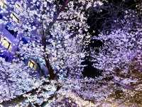 都会の隠れ桜スポット！品川プリンスホテル「桜タワー」で春気分満開
