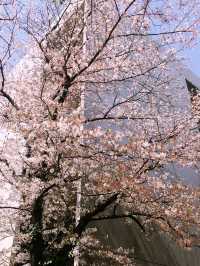 【目黒　桜舞い散る川辺を歩き郷さくら美術館でアートの桜三昧から代官山へ】