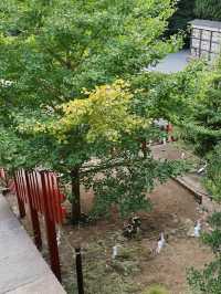 鶴岡八幡宮で感じる鎌倉の歴史と神聖な空気⛩️