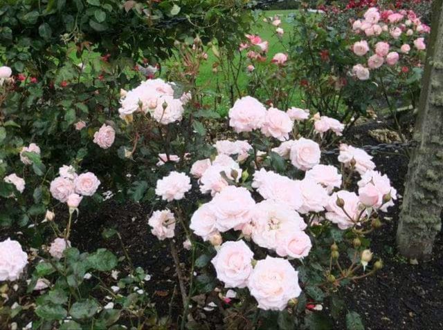 紐西蘭最古老的植物園#但尼丁植物園（Dunedin Botanic Garden）- 紐西蘭但尼丁市