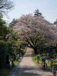 青山霊園の桜の早朝スナップ🌅 – 朝の光を浴びた桜の美しさ