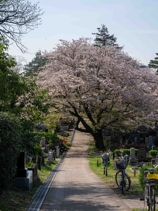 青山霊園の桜の早朝スナップ🌅 – 朝の光を浴びた桜の美しさ
