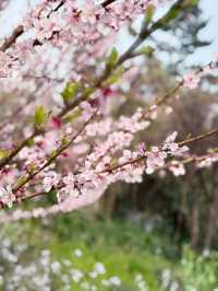 Cherry blossoms at seogwipo
