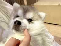 【馬六甲｜萌到心臟爆擊的 huskitory！】