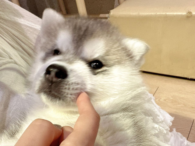 【馬六甲｜萌到心臟爆擊的 huskitory！】