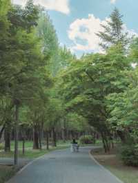 눈부시게 피어난 공조팝의 계절 🌼🌿