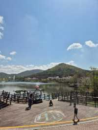 “Incheon in Bloom: Cherry Blossom Dreams at Grand Park”