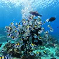 🤿潛進綠島的藍色奇遇！與海龜🌊🐢共游、牛港魚🐟擦身而過的神奇體驗🤩