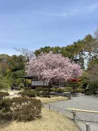 다양한 종류의 벚꽃🌸을 보고 싶다면 무조건 니조성 🏯 元離宮二条城