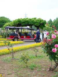 【埼玉】広大な敷地に、四季折々の花が咲き乱れる公園