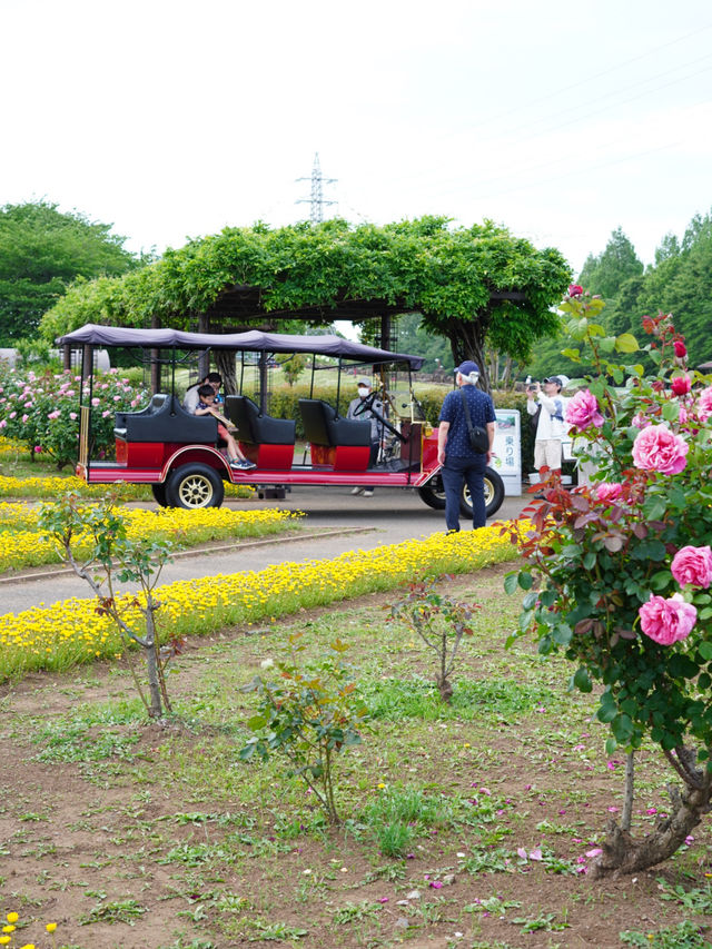【埼玉】広大な敷地に、四季折々の花が咲き乱れる公園