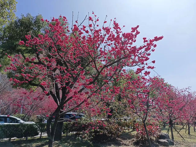 🌸** 中科崴立櫻花公園不僅擁有自然美景**🌸