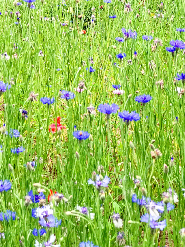 首爾景點｜首爾兒童大公園免費參觀動物園💜
