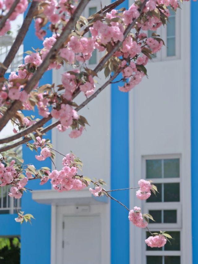 Minhang Cultural Park Cherry Blossoms– Shanghai’s Best-Kept Sakura Secret