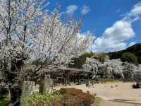 京都最古老的公園賞櫻---圓山公園，祇園枝垂櫻