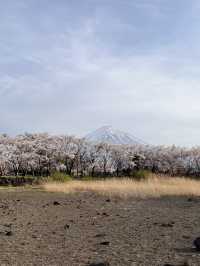 mountaim fuji with cherry blossom season 