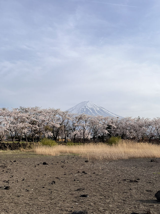 mountaim fuji with cherry blossom season 