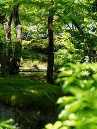 【京都】青紅葉、苔の緑、空、水の流れに魅了される素晴らしい空間