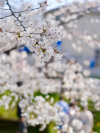 Kawagoe Cherry Blossoms– A Time-Warped Sakura Experience
