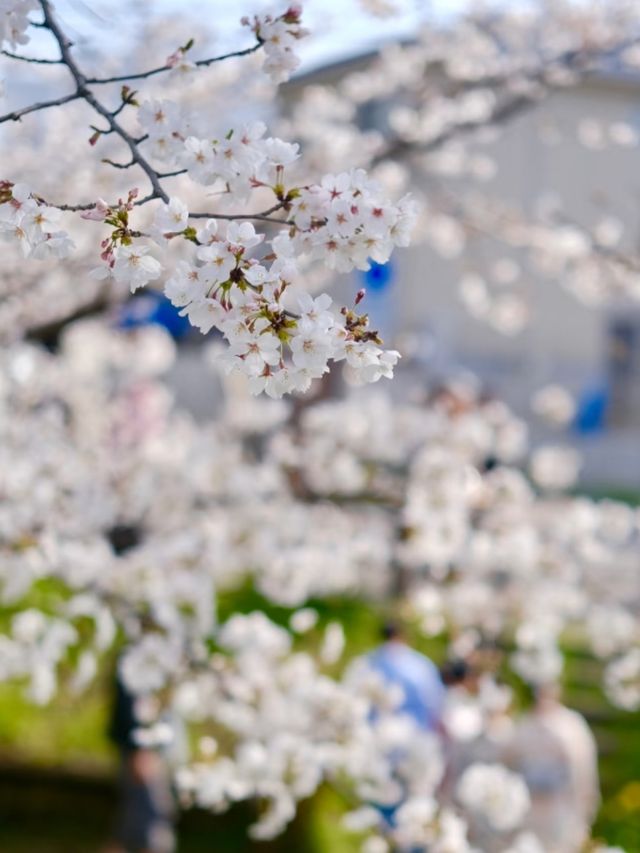 Kawagoe Cherry Blossoms– A Time-Warped Sakura Experience