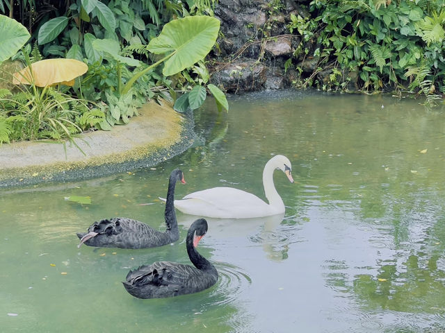 Roaring Adventures Await: A Day at A’Famosa Safari Wonderland