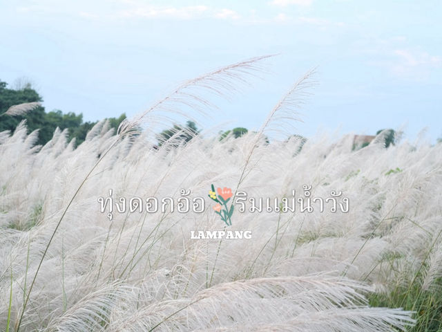 ทุ่งดอกอ้อ ริมแม่น้ำวัง จ.ลำปาง 🌿