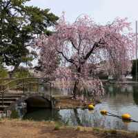 Shikishima Park, Gunma