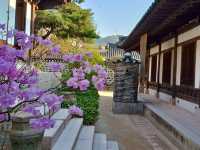 “Cherry Blossoms and Tradition at Namsangol Hanok Village”