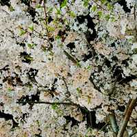 Cherry Blossom Season