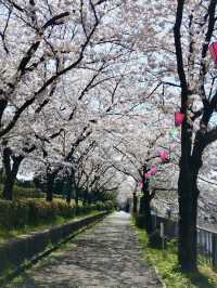 荒子川公園-綿延不斷的櫻花樹，形成了一條壯觀的櫻花道