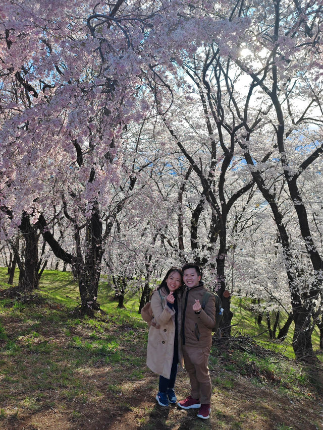 Sakura in Spring — Season of New Beginnings 