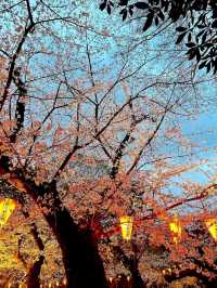 Ueno Onshi Park Sakura | Tokyo's Most Celebrated Cherry Blossom Festival