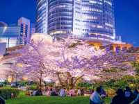 🌸 Urban Sakura Oasis: Cherry Blossoms & Chic Vibes at Izumi Garden Terrace 🌸