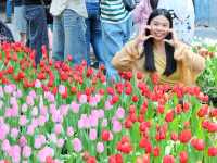  Miracle of Natural สวนทิวลิป ระยอง