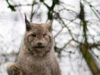 Birmingham Wildlife Conservation Park (small zoo)