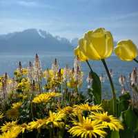 Cherry Blossoms by Lake Geneva: A Stunning Spring Spectacle