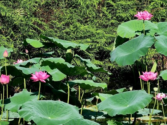 #雙連埤-宜蘭縣員山鄉