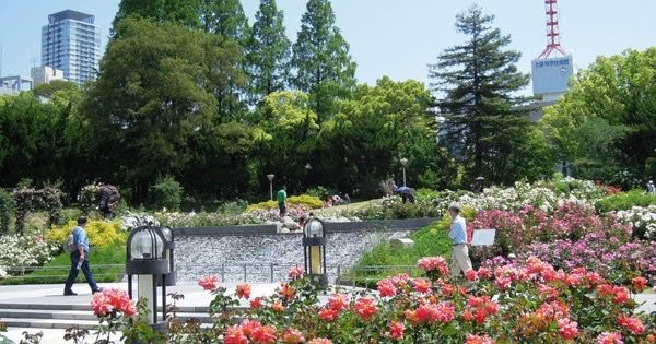 🌸 Utsubo Park: Osaka’s Chic Secret Sakura Spot! 🌸
