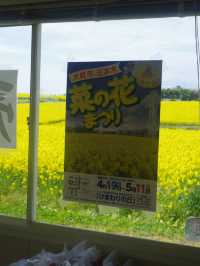 【宮城県大崎市】三本木地区の菜の花まつり