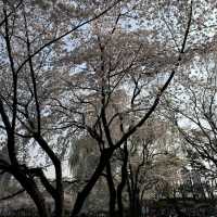 Seokchon Lake (Seoul)