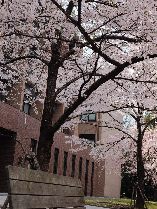 A Spring Pilgrimage: Cherry Blossoms and Lu Xun’s Legacy at Tohoku University