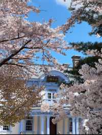 Sakura Viewing at Nakajima Park in Hokkaido