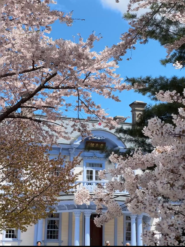 Sakura Viewing at Nakajima Park in Hokkaido